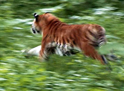 Упорный убегает на волю. Фото WWF России.