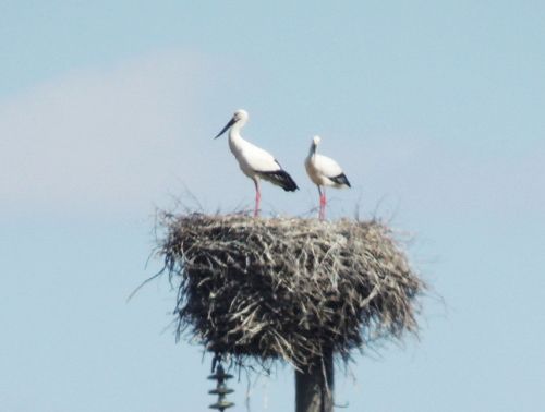 Два аиста на гнезде - родители. Фото Юрия Гафарова, Амур СоЭС