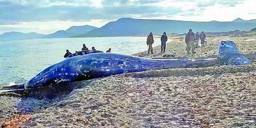 Морские охотники с. Янракыннот Провиденского городского округа загарпунили кита