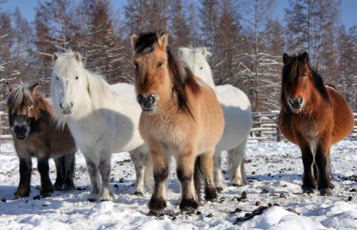 Якутские лошади. ЯСИА
