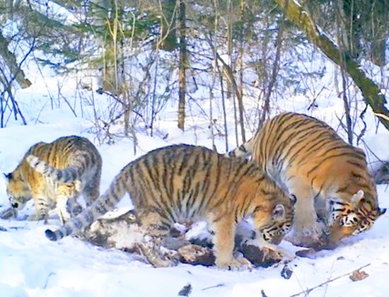 Уже известное семейство тигров лакомится остатками кабана, убитого ранее взрослым тигром-самцом. Авторство фото с фотоловушек: НП «Бикин» / WWF России / Центр «Амурский тигр»