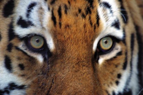 Амурский тигр. Автор фото Василий Солкин, WWF России