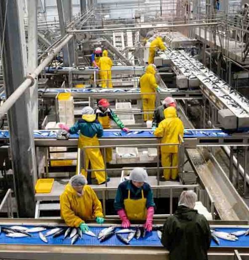 Компания «Гидрострой» успешно перерабатывает рыбу на своих заводах.