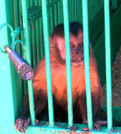 Капуцин Жан при жизни: В клетке, где намедни складировали трупы приматов, в июле 2013 года он отметил свое 23-летие.