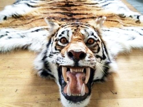 Изъятая шкура тигра