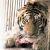 В Хабаровском крае поймали двух голодных амурских тигров
