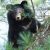 Дальневосточные ученые требуют для гималайского медведя охранный статус