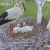 Амурский роддом редкой птицы под оком видеокамер