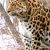 Пятнистая семейка леопардов под защитой камеры