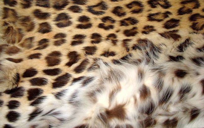 Шкура леопарда - вещественное доказательство в суде.