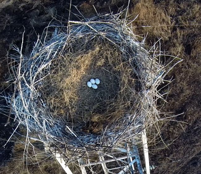 Гнездо аистов с 4 яйцами. Снимок с беспилотника - Антон Сасин (WWF)