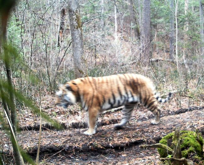 Амурский тигр. Фото Анюйского национального парка