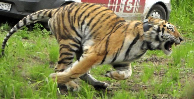 2015 г.: выпуск тигра Упорного - прыжок на свободу. Автор фото: Joseph Vattakaven, WWF