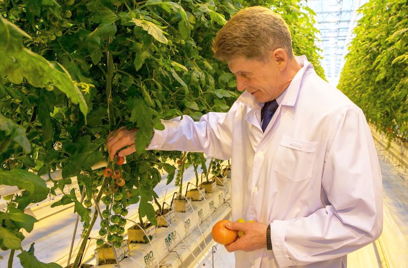 Губернатор Сахалина Олег Кожемяко уже собирает помидоры