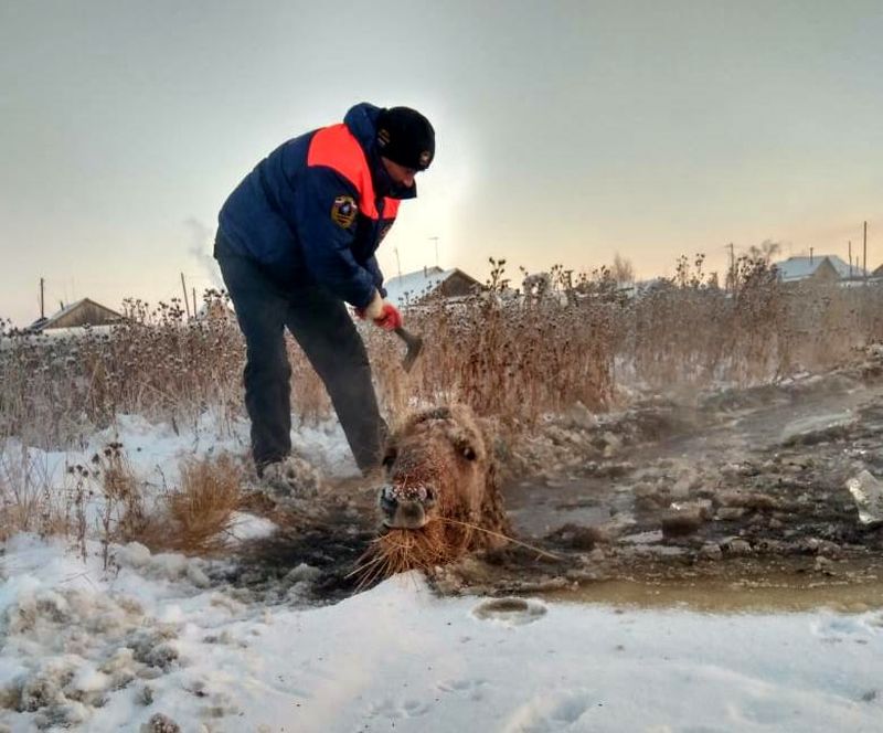 Спасатели Якутского АКАСЦ МЧС России вызволили жеребенка и его мать из ледового плена