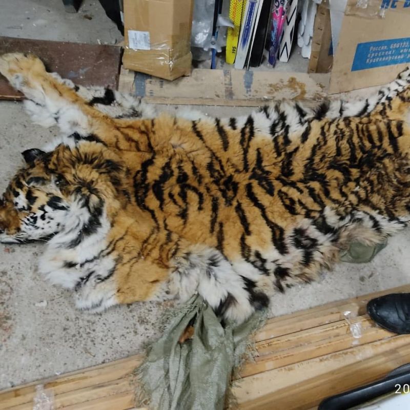 В Хабаровске задержан продавец шкуры тигра