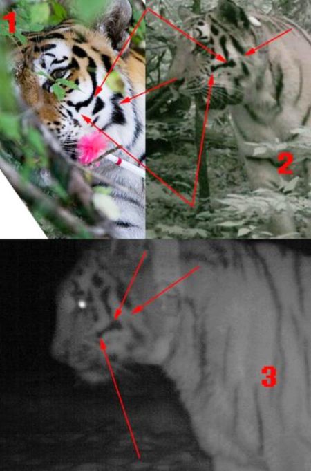 Отлично видно, что на фотографиях 2 и 3 одна и та же тигрица, но она совершенно не похожа на ту, что была с Путиным. Почему тигрицы разные?